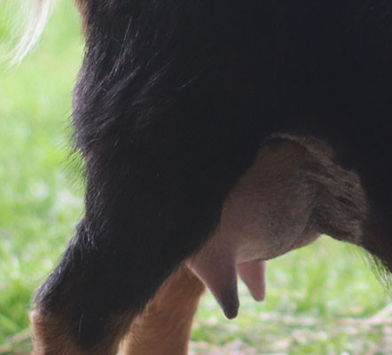 zinfandel udder